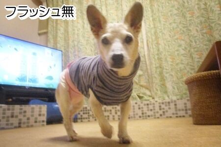 老犬にフラッシュ まるとお散歩diary