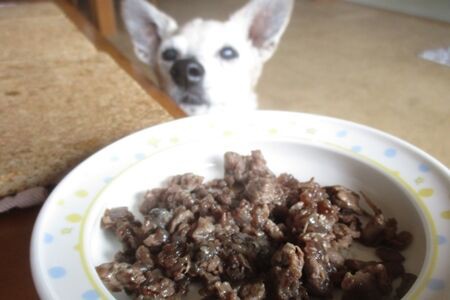 老犬に焼肉定食 まるとお散歩diary