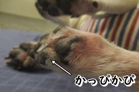 老犬のスキンケア まるとお散歩diary