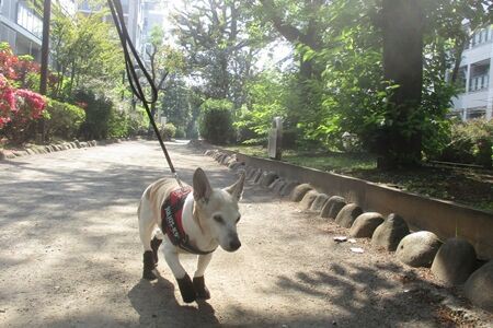 はぁはぁする老犬 まるとお散歩diary