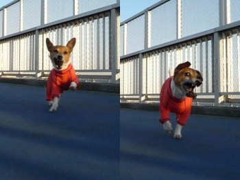 世にも珍しい 松ぼっくり犬 まるとお散歩diary