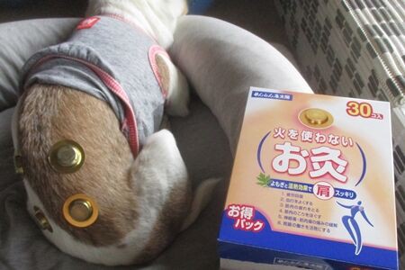 お灸をすえられた老犬 まるとお散歩diary