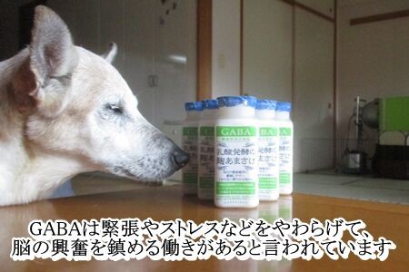 老犬に甘酒 まるとお散歩diary