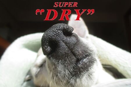 老犬の鼻 まるとお散歩diary