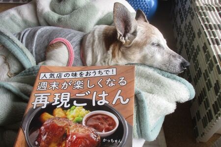 はぁはぁする老犬 まるとお散歩diary