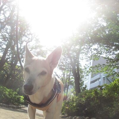 はぁはぁする老犬 まるとお散歩diary