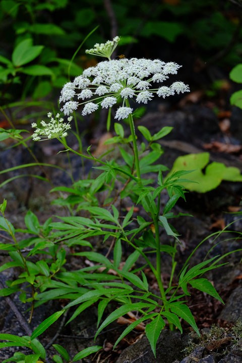 第4445話 札内川上流のピョータンの滝 当帰さんたち 堀田清の元気が出るおはなし