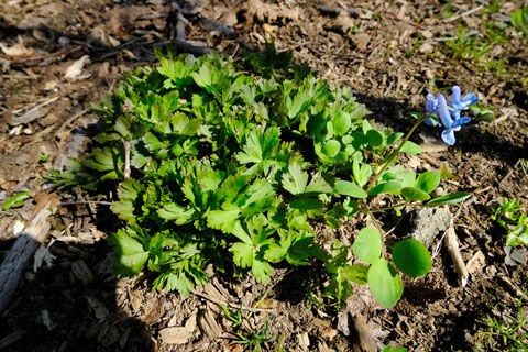第9058話 山菜の二輪草と毒草のトリカブトにご注意 堀田清の元気が出るおはなし