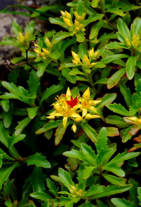 最高エゾ ノ キリンソウ 最高の花の画像