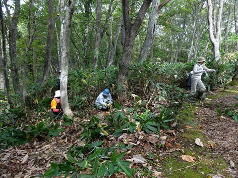 第3594話 笹の駆除面積は過去最大でした 堀田清の元気が出るおはなし