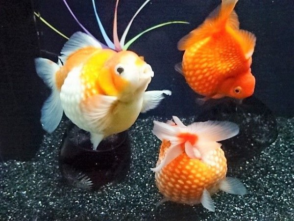 ミニチュア 縁日でとれた金魚 カラフルキュートな世界へ