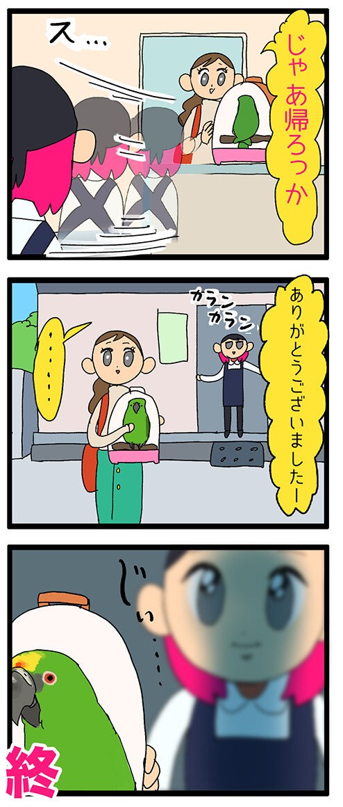 お店にいないインコが来店すると隙あらばじっと見つめちゃう