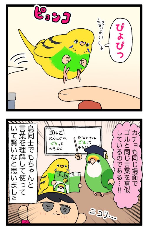 カチョちゃん、ゴルちゃんの言葉を理解して真似してる！ : えるポピ 