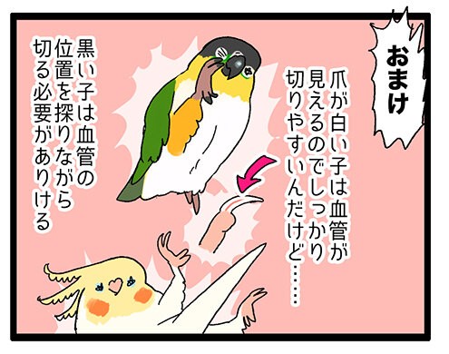 オカメインコ 爪 切り コレクション タオル