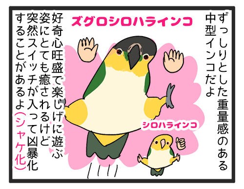 インコがお客さんの買った商品に穴を開けてしまって…… : える