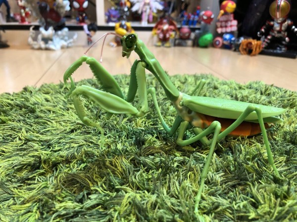 超絶クオリティ 標本より標本ww かまきり ガチャポン全５種 レア含む レビュー カマキリガシャポン バンダイいきもの大図鑑より ひでまるぱぱのコレクションぶろぐ