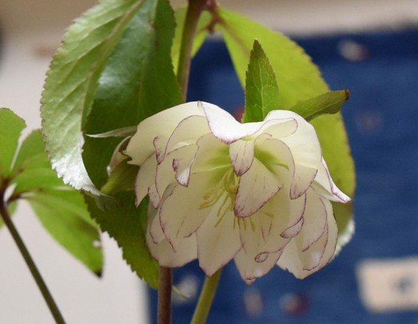 バラとクリスマスローズの相性 創作の杜 ノルン