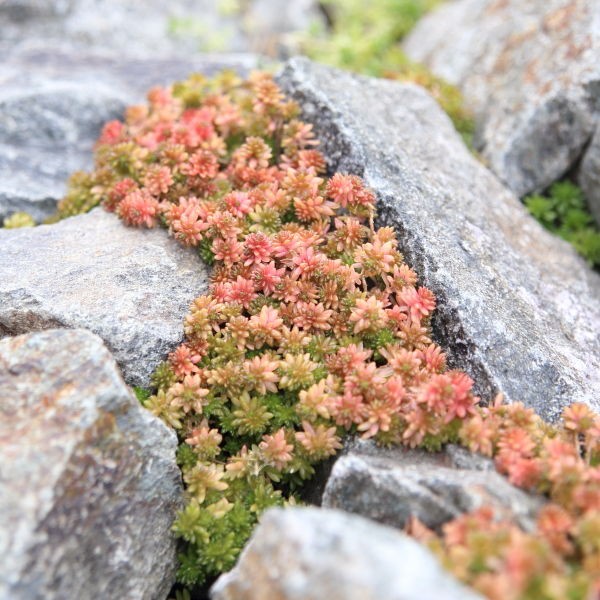 セダムの紅葉?! : 丸徳家具店スタッフブログ