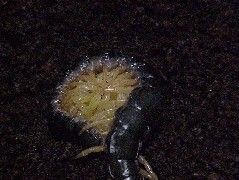 ムカデの赤ちゃん 鈴蘭エンストｌｉｆｅ