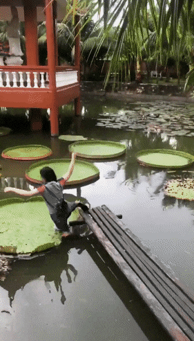 画像 女さん あ このハスの葉乗れるやつだ 乗れるよね マサちゃんねる