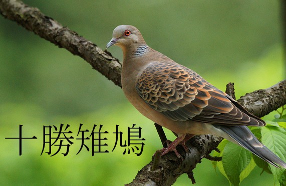 キジバド ル・ヴァンテール 夏のジビエ 十勝キジバトの旨みさく裂 : 中村雅人の