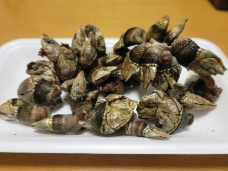 亀の手を晩酌のアテにする のんびりと高知で 亀の手を晩酌のアテにする のんびりと高知で