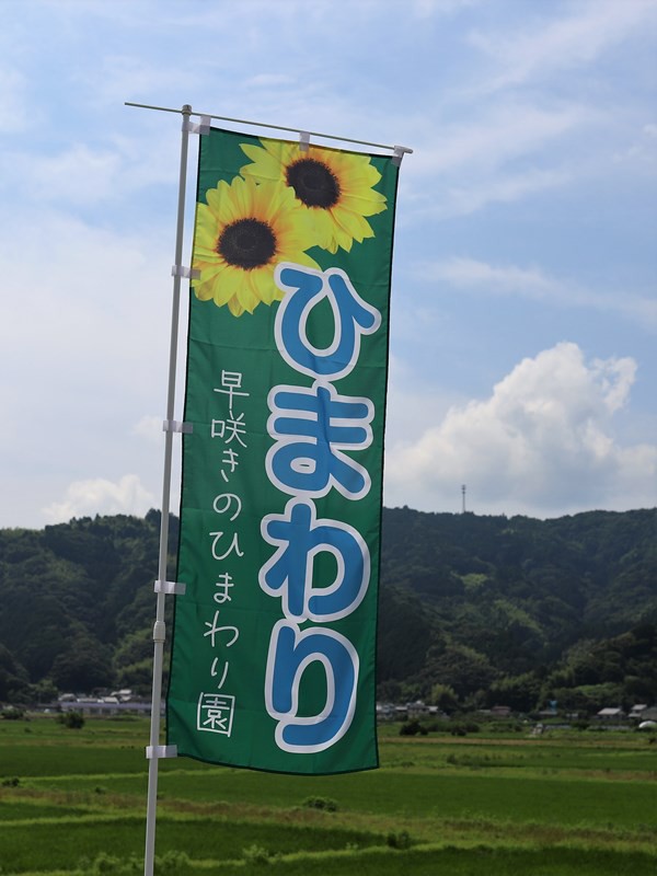 高知県土佐市出間(いずま)早咲きのひまわり畑はちょうど今 : のんびり