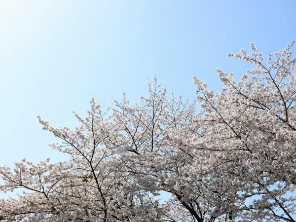 岡豊山の桜がちょうど見頃だった件 のんびりと高知で