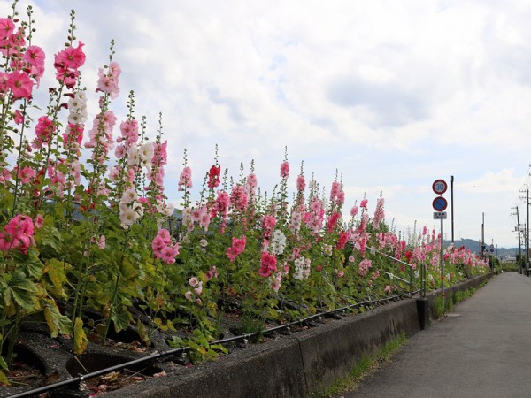 久万川の堤防にて 夏を告げる花タチアオイ 立葵 が咲きだした のんびりと高知で