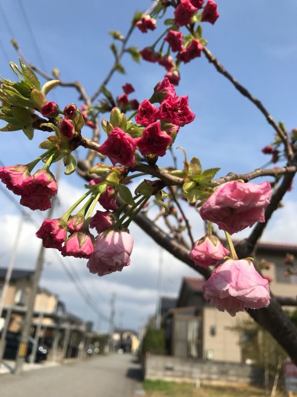 ソメイヨシノ キクザクラ はつねの蕾はイレギュラー 剪定鋏を握りしめ バラと宿根草