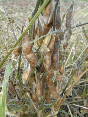 大豆畑 大豆の収穫時期を知る のほほん僕たちの過ごし方 明日へのはじまり