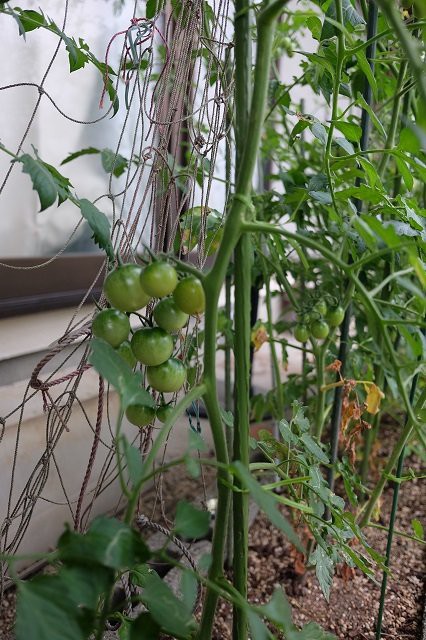 この 木 気になる気になる木気になる木は パート 夢見る爺さん趣味の部屋