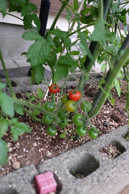 この 木 気になる気になる木気になる木は パート 夢見る爺さん趣味の部屋