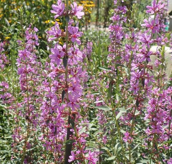 ミソハギ 酒中日記