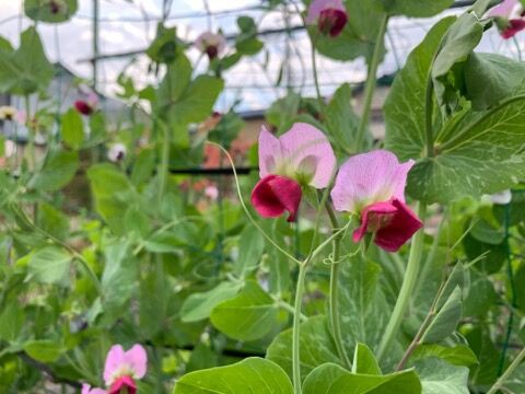 我が家発 えんどう豆の花 ちちぶ発 ナミダドロップ