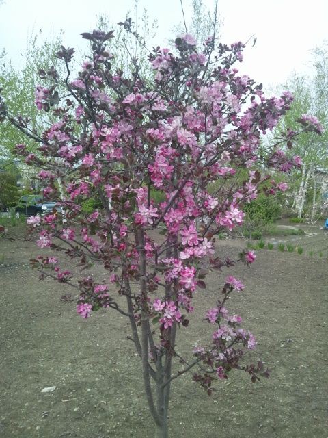 クラブアップル レモイネイ ちちぶ発 ナミダドロップ