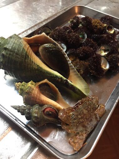 いろいろ採れた潮干狩り 福岡を釣る 福岡を食う