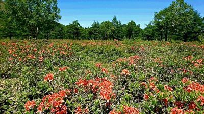 久々の 北の国からいただきもの 草津から湯の丸高原 レンゲツツジが見頃 湯ノ丸山へ マスタカのおもろい人生