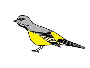 12/8-9 幸運を呼ぶ純白セキレイ : ウル虎オジサンの鳥撮りブログ 12/8-9 幸運を呼ぶ純白セキレイ : ウル虎オジサンの鳥撮りブログ