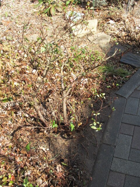 さつきの植え替え 松本平の庭