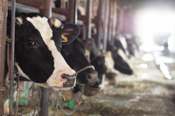 牧場を見学してきました ホルスタインも黒毛和牛もいました 増田俊也の執筆生活 公式ブログ