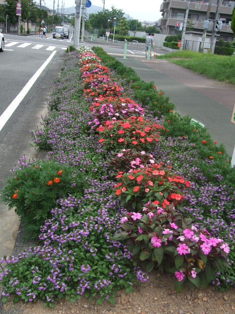 町内会の手作り花壇 静岡 藤枝市の花屋マスダグリーン 社長のブログ