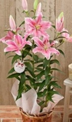 母の日ギフト ユリ カサブランカ ソルボンヌ 鉢植え 静岡 藤枝市の花屋マスダグリーン 社長のブログ