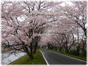 藤枝の桜トンネル 静岡 藤枝市の花屋マスダグリーン 社長のブログ