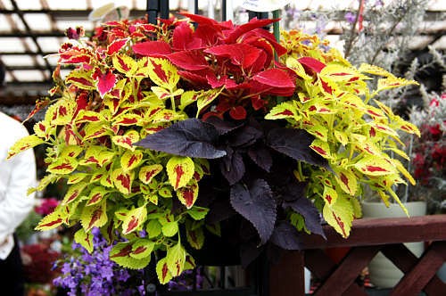 夏の花壇を彩る栄養系コリウス 静岡 藤枝市の花屋マスダグリーン 社長のブログ