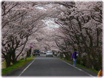 藤枝では 桜まつり 静岡 藤枝市の花屋マスダグリーン 社長のブログ
