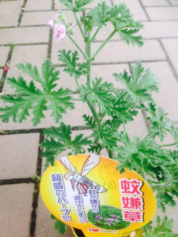 蚊を寄せ付けない蚊嫌草 カレン草 静岡 藤枝市の花屋マスダグリーン 社長のブログ 蚊を寄せ付けない蚊嫌草 カレン草 静岡 藤枝市の花屋マスダグリーン 社長のブログ