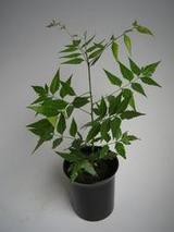 ニームの苗木販売について 静岡 藤枝市の花屋マスダグリーン 社長のブログ ニームの苗木販売について 静岡 藤枝市の花屋マスダグリーン 社長のブログ