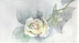 絵画　白薔薇 mqdefault.jpg