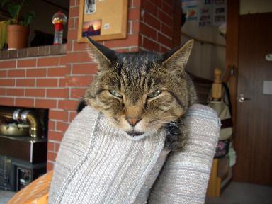 ぶさいく顔猫でしょうか トリ猫家族